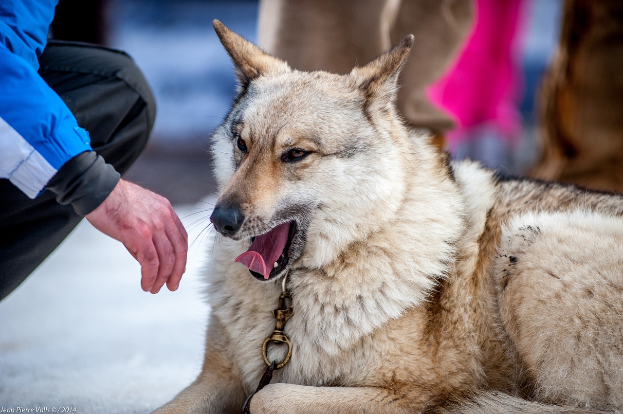 dog  portrait  animals free photo