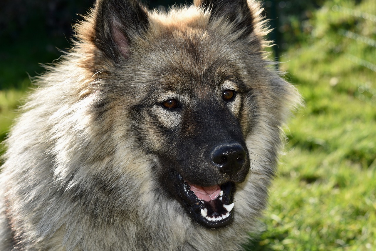 dog  bitch  dog eurasier oralaya blue free photo