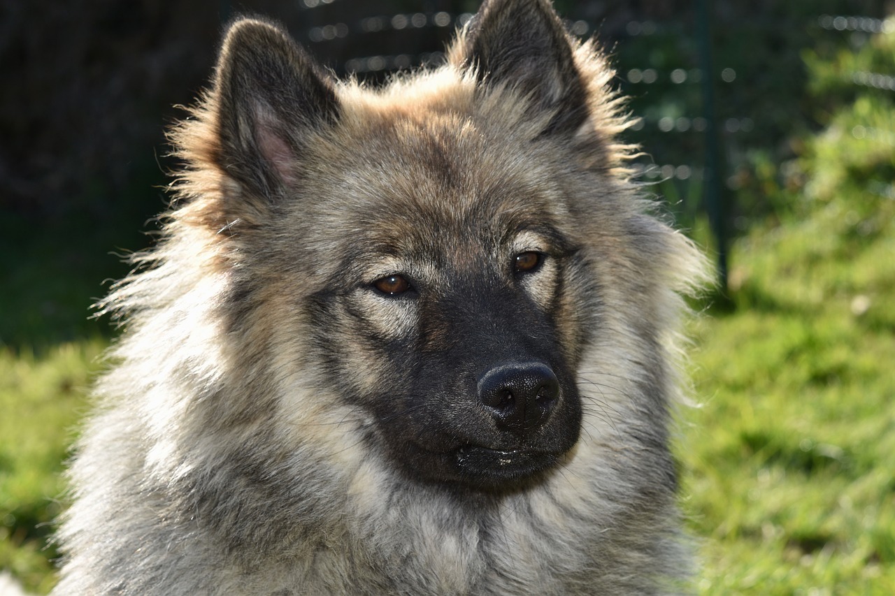 dog  bitch  dog eurasier orlaya blue free photo