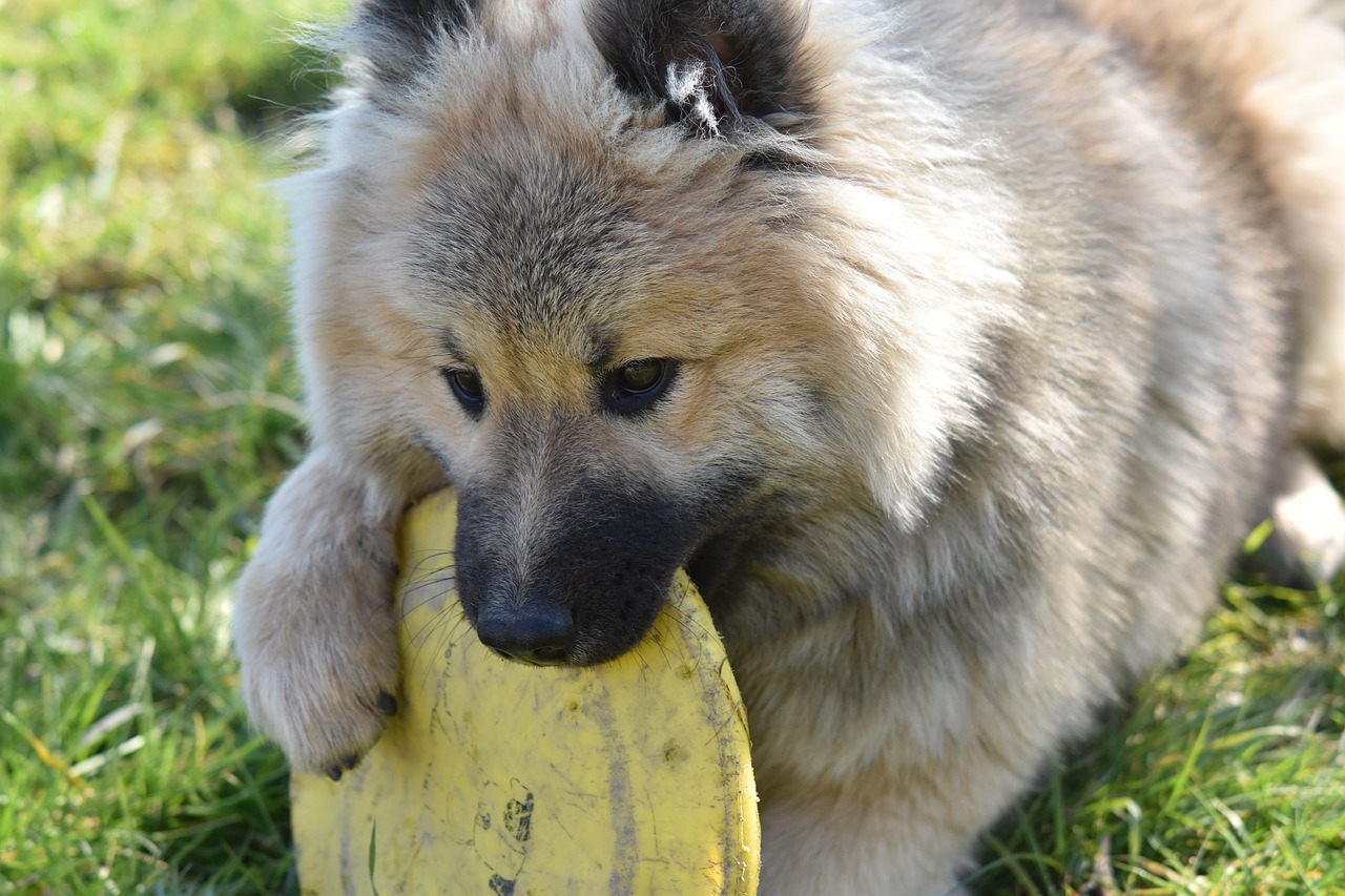 dog  dog eurasier  eurasier free photo