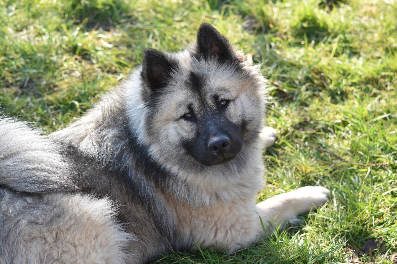 dog  bitch  dog eurasier christmas blue free photo