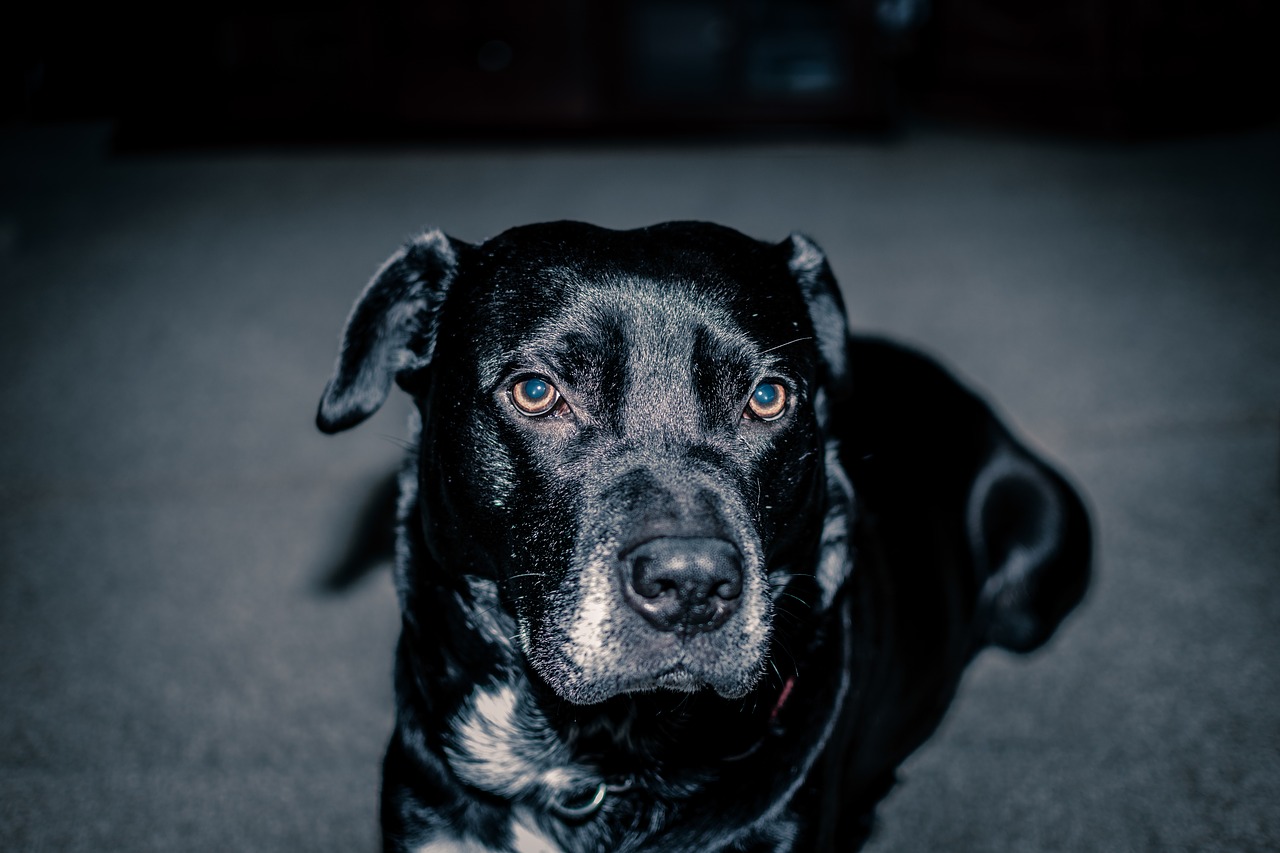 dog  dog breed  black free photo