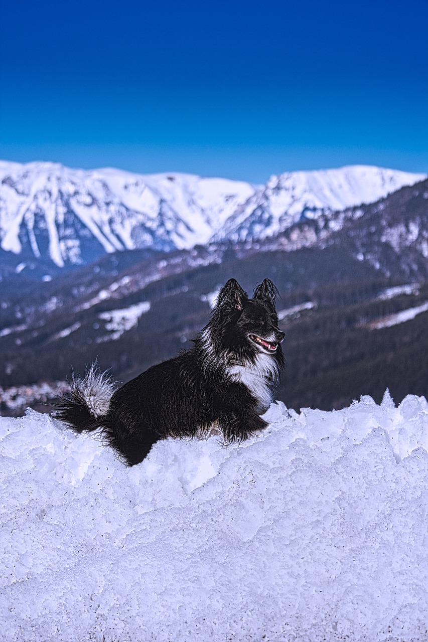 dog  snow  schneealpe free photo