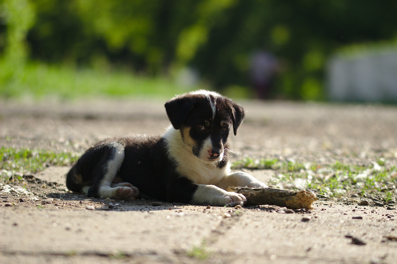 dog  sad  mammalian free photo