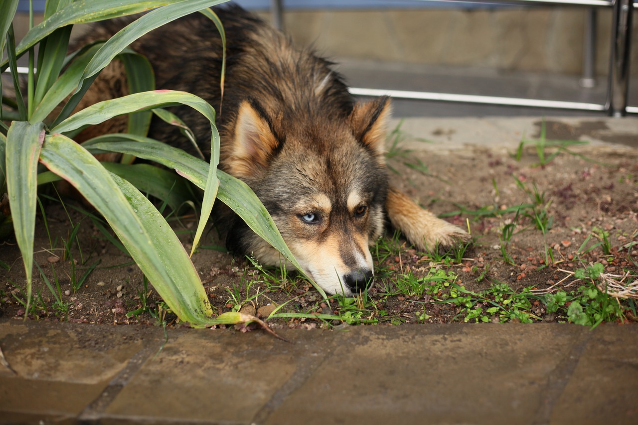 dog  different eyes  blue free photo