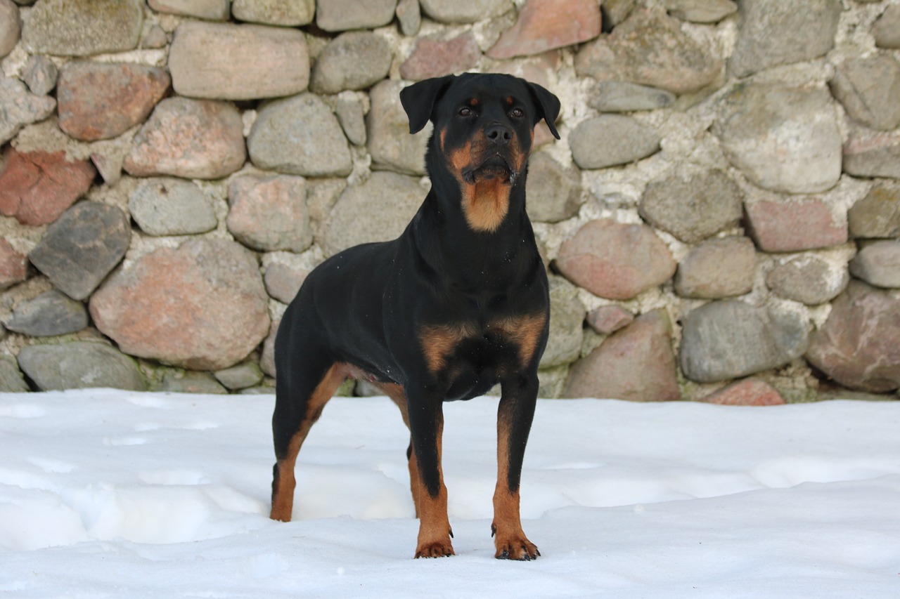 dog  rottweiler  snow free photo