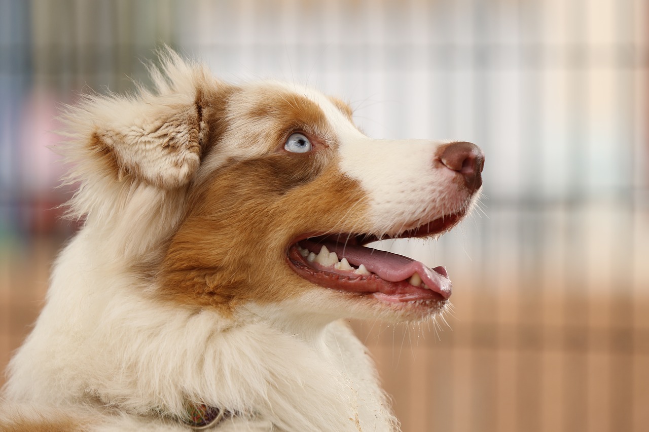 dog  breed  australian shepherd free photo