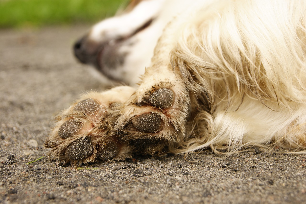 dog  paws  friend free photo