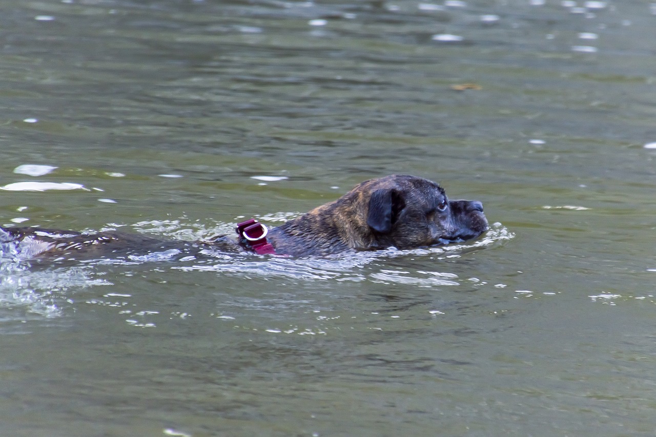 dog  swimming  river free photo