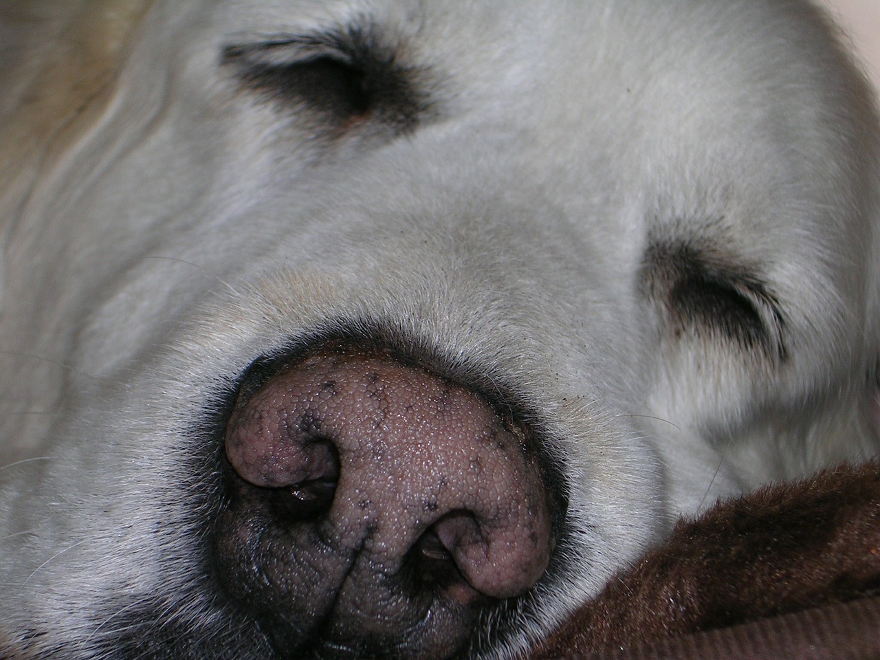 dog nose golden retriever free photo