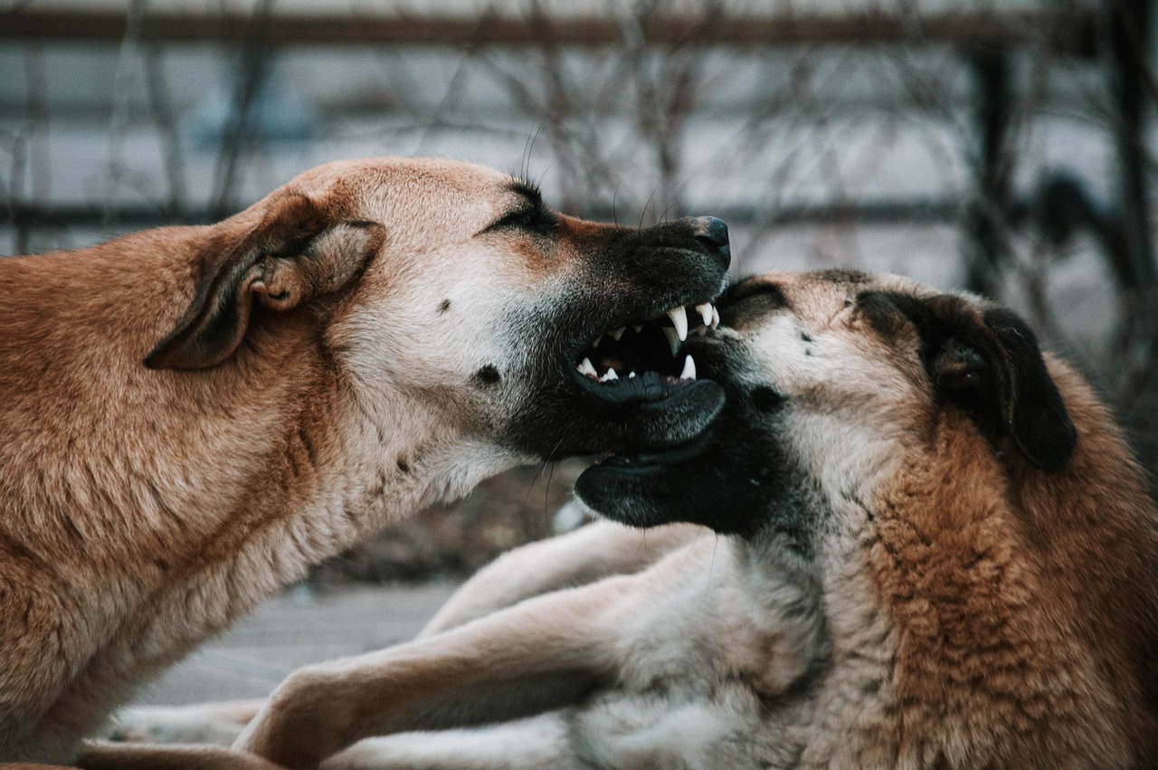 dog  dental  animal free photo