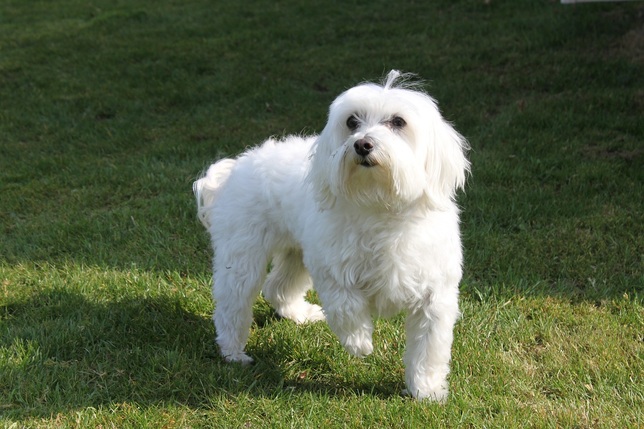 dog maltese white free photo