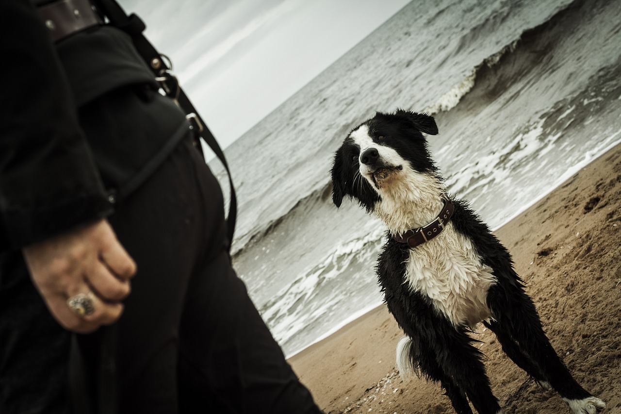 dog  sea  beach free photo