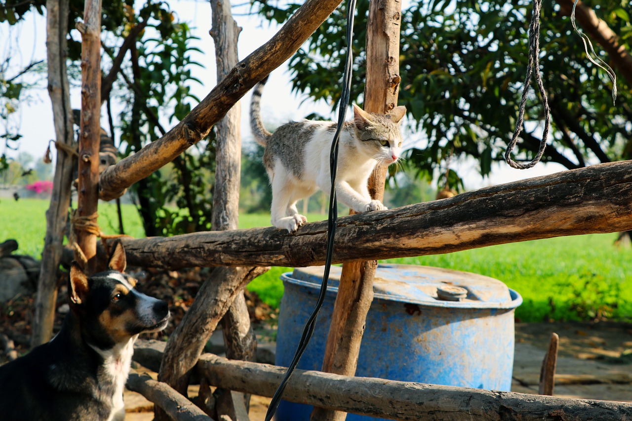 dog  cat  village free photo