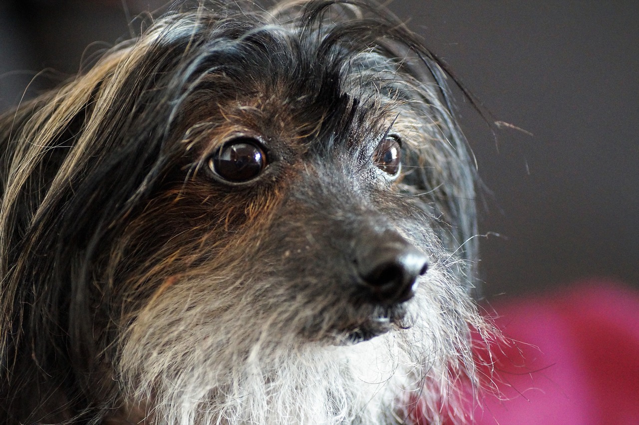 dog  chinese  crested free photo