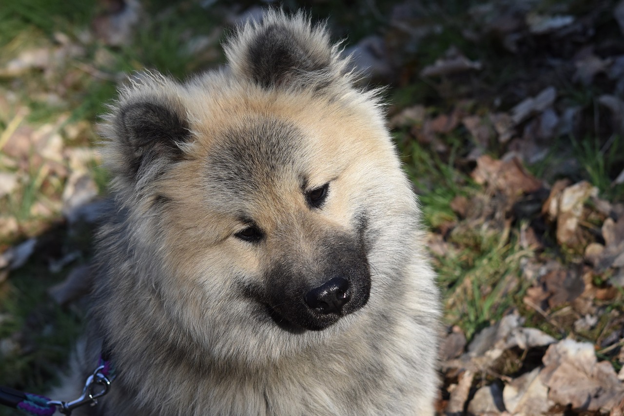 dog  dog eurasier olaf blue  pup free photo