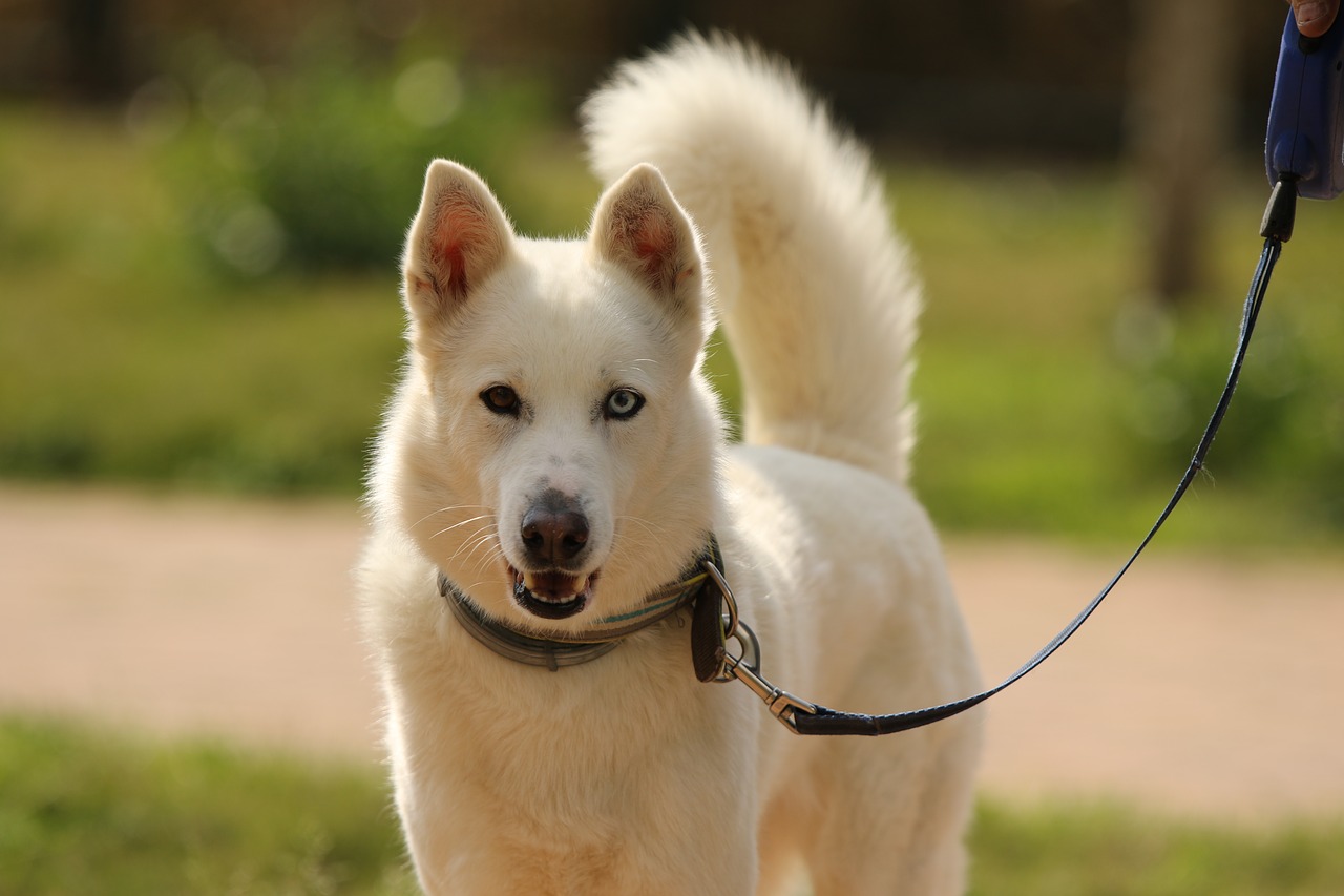 dog  breed  siberian husky free photo