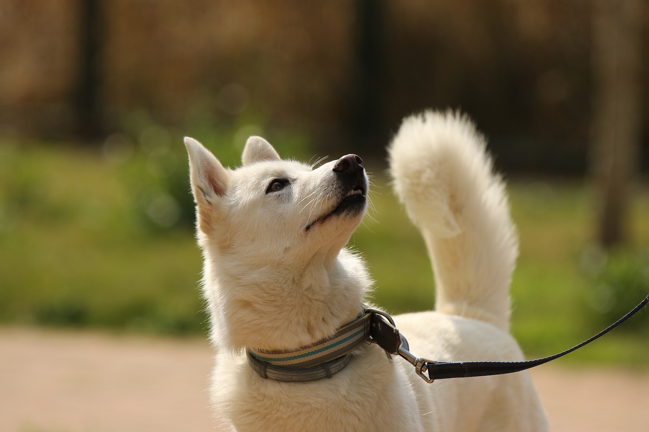 dog  breed  siberian husky free photo