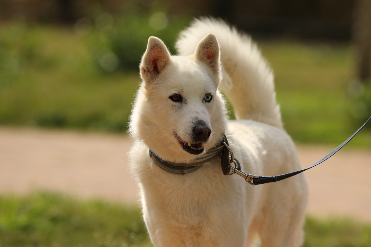 dog  breed  siberian husky free photo