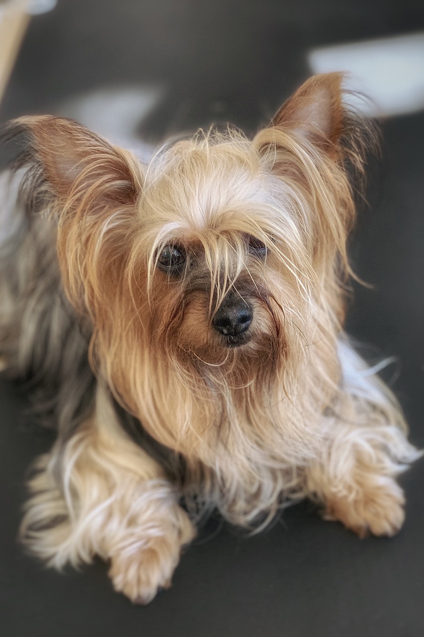 dog  yorkshire  terrier free photo