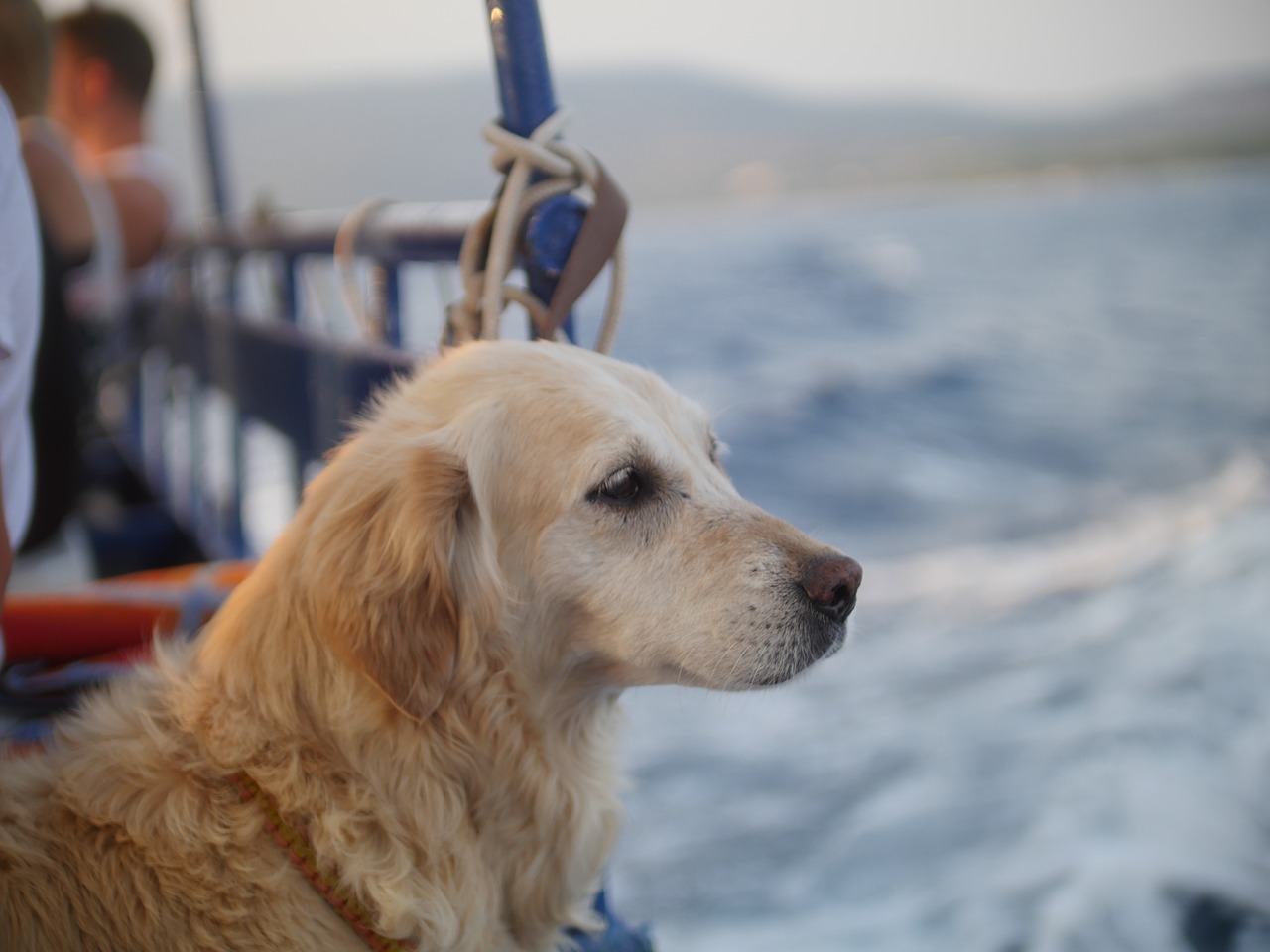 dog  sea  cres free photo