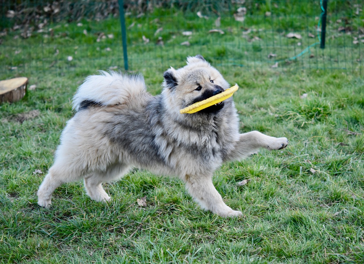 dog  dog eurasier olaf blue  young dog plays frisbee free photo