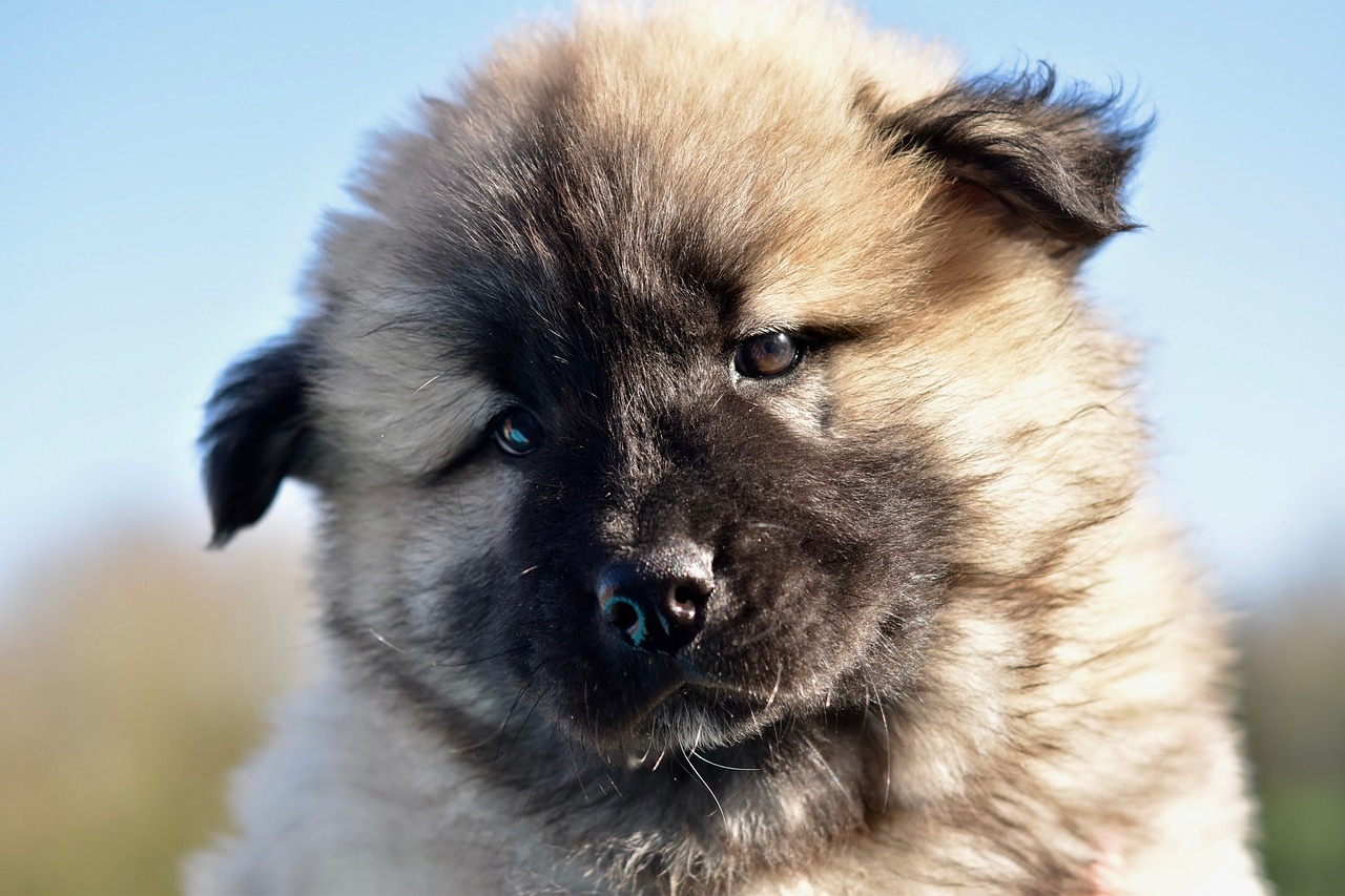 dog  bitch  dog eurasier pen free photo