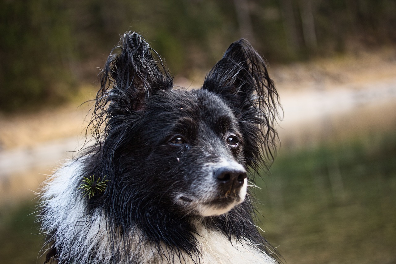 dog  pet  hiking free photo