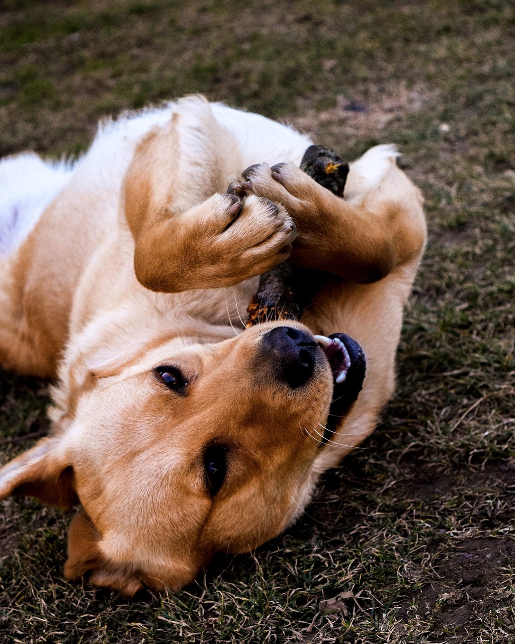 dog  dog smile  nature free photo