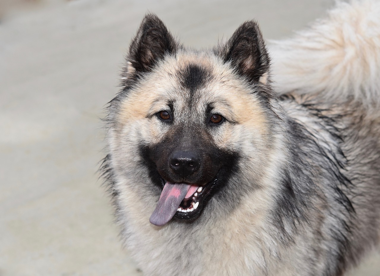 dog  bitch  dog eurasier free photo