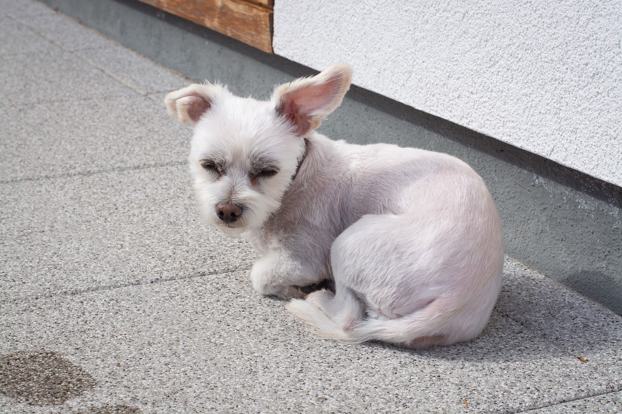 dog  small  white free photo