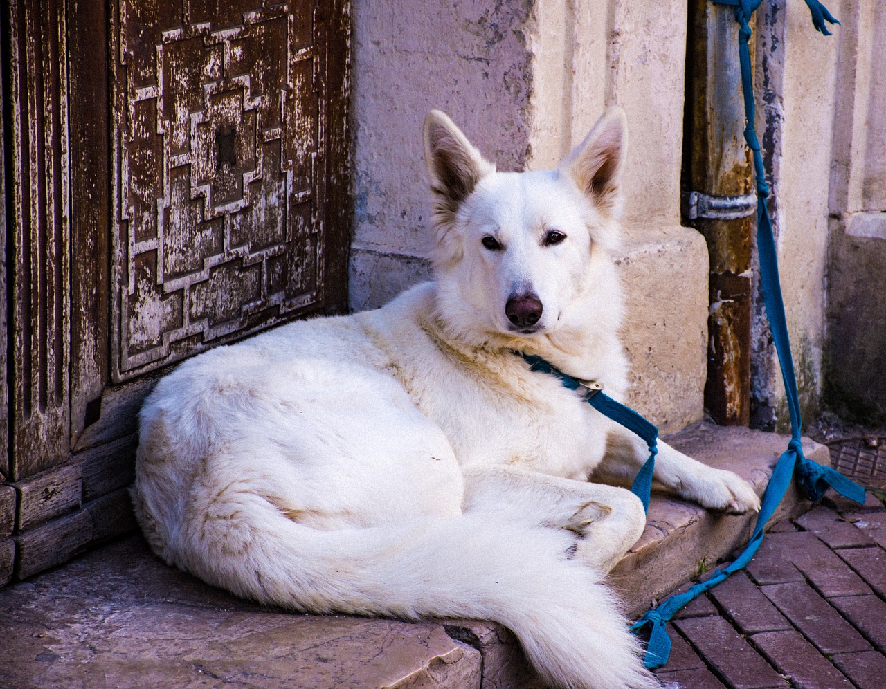 dog  canine  large breed free photo