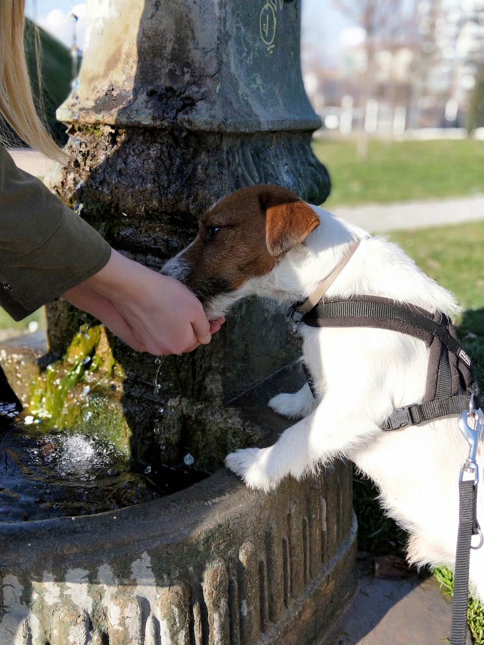 dog  drink  water free photo