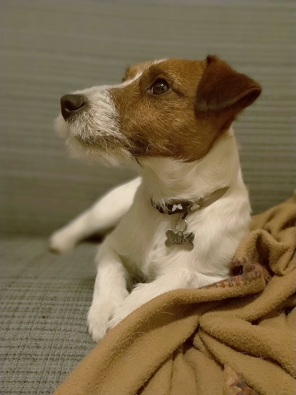 dog  jack russell  terrier free photo