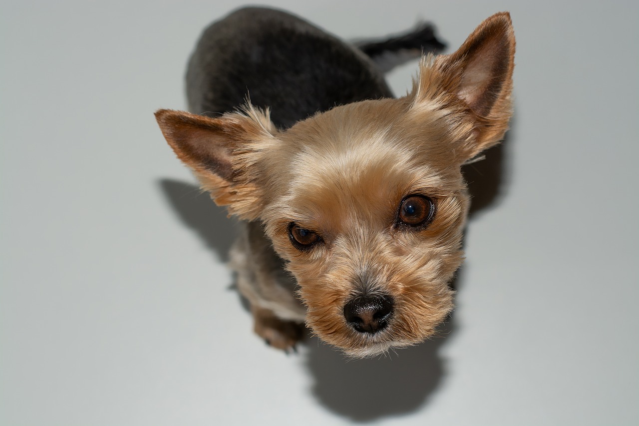 dog  small  yorki free photo