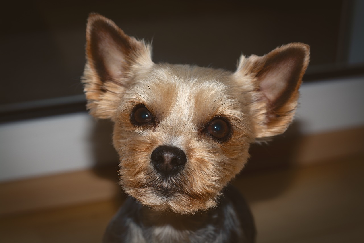 dog  yorki  yorkshire free photo