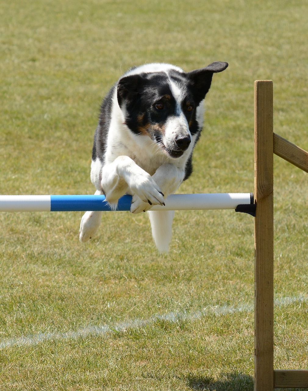 dog  agility  fitness free photo