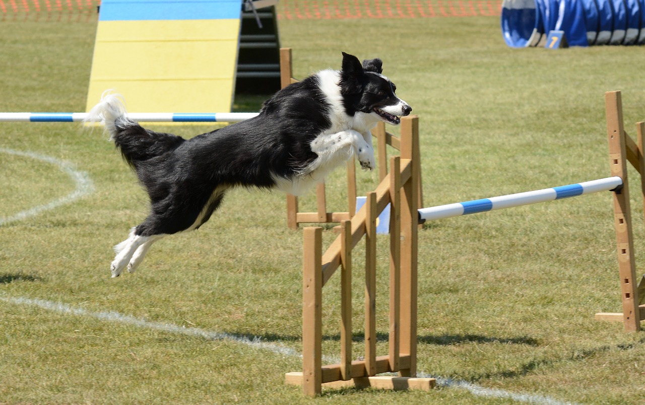 dog  agility  fitness free photo