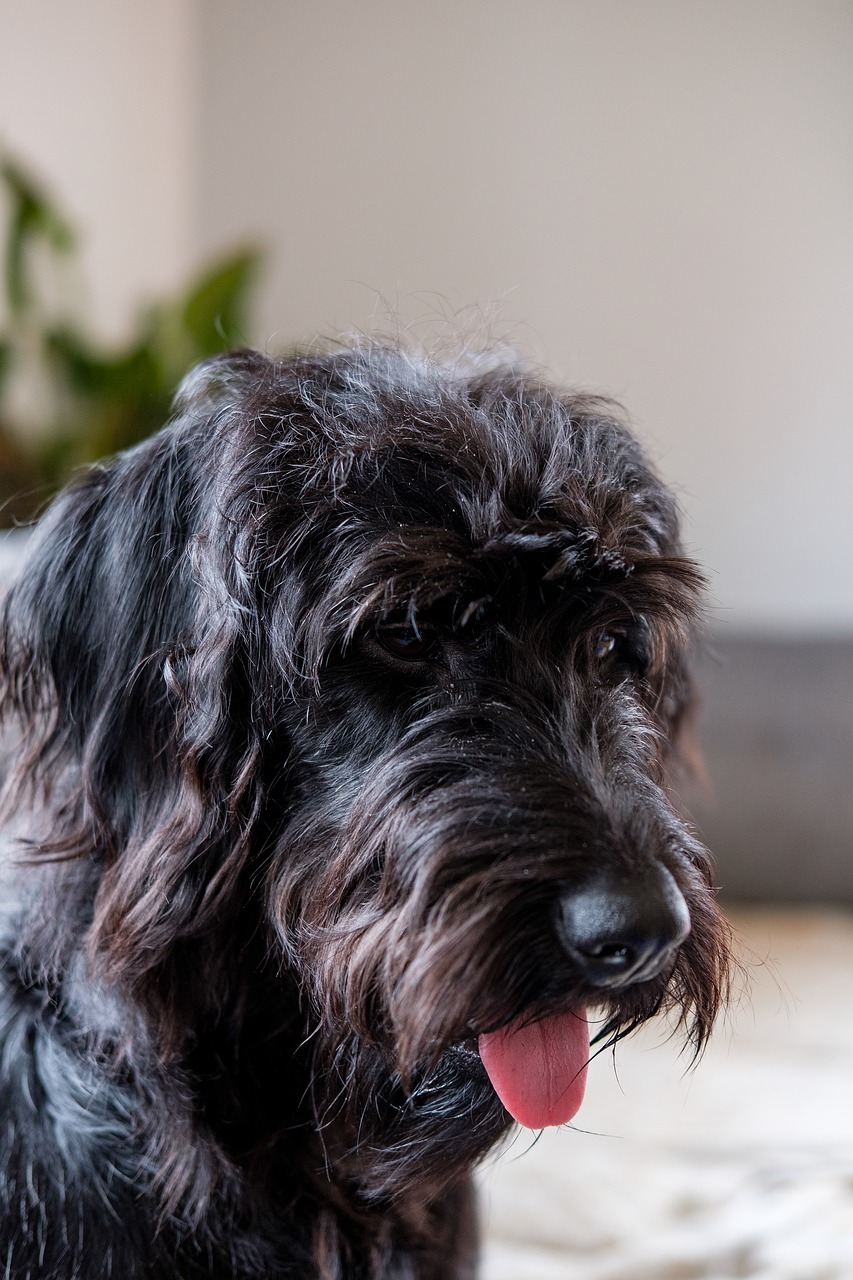 dog  pet  labradoodle free photo