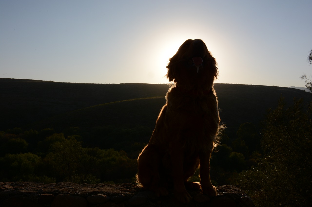 dog  golden  retriever free photo