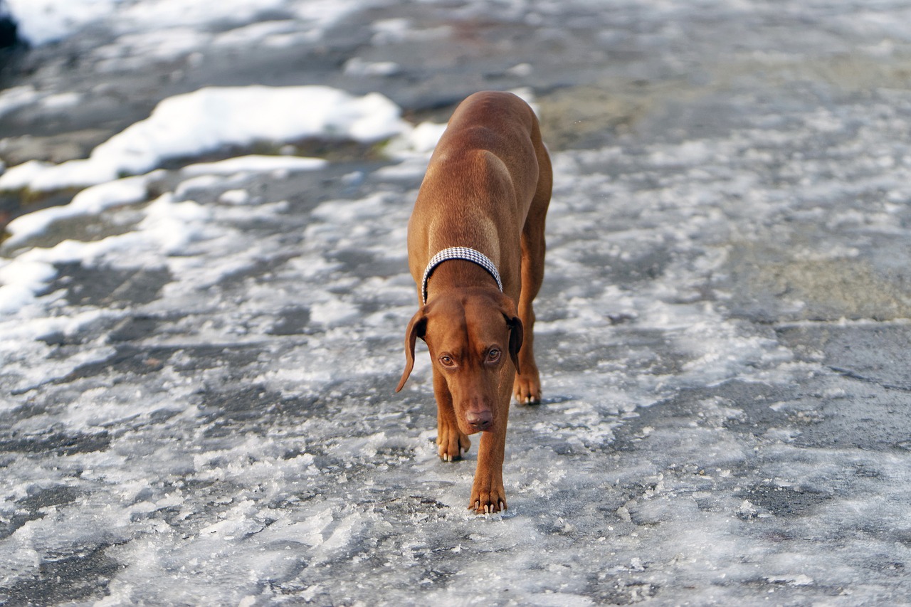 dog  snow  winter free photo