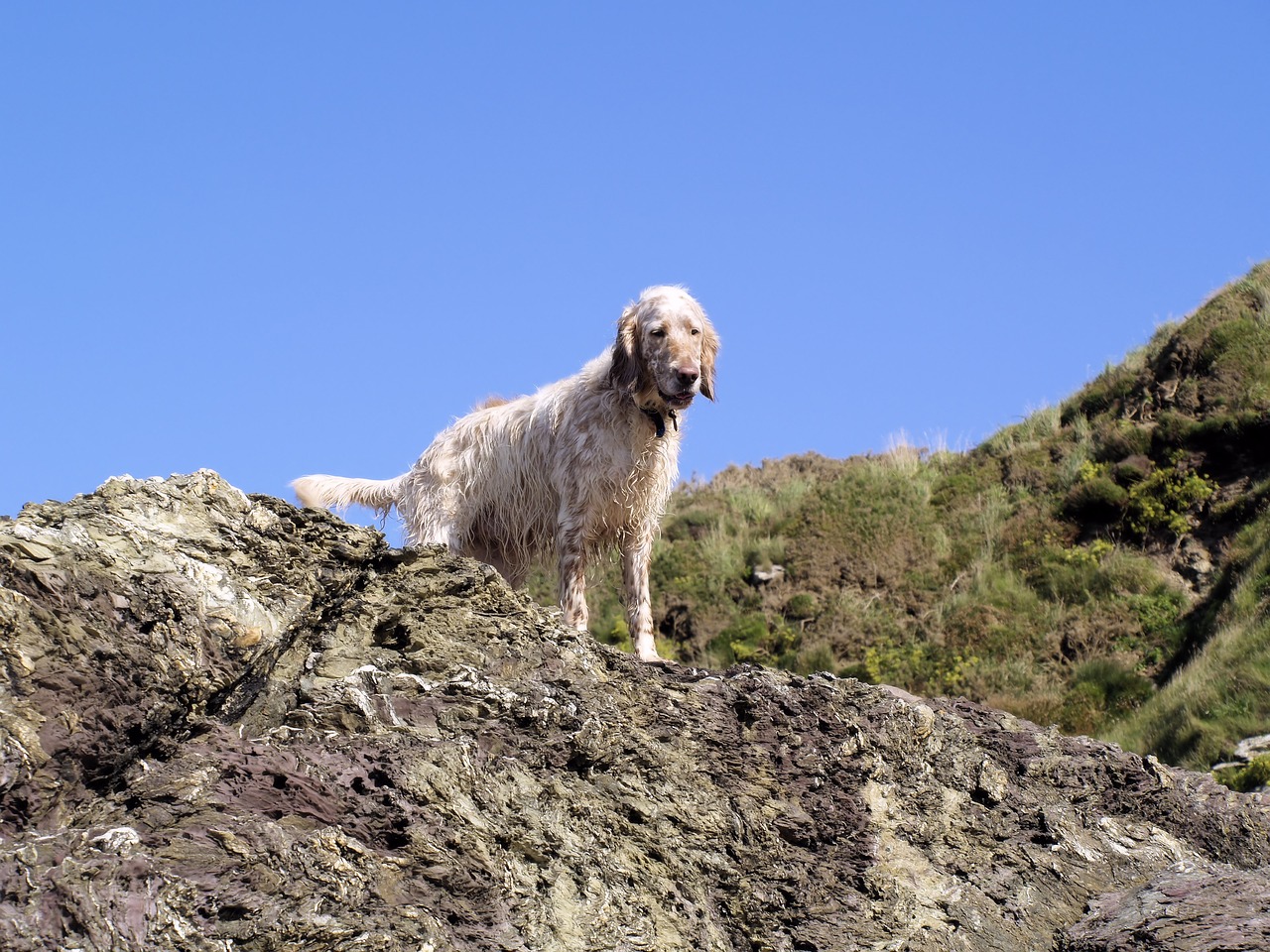 dog  rocks  animal free photo