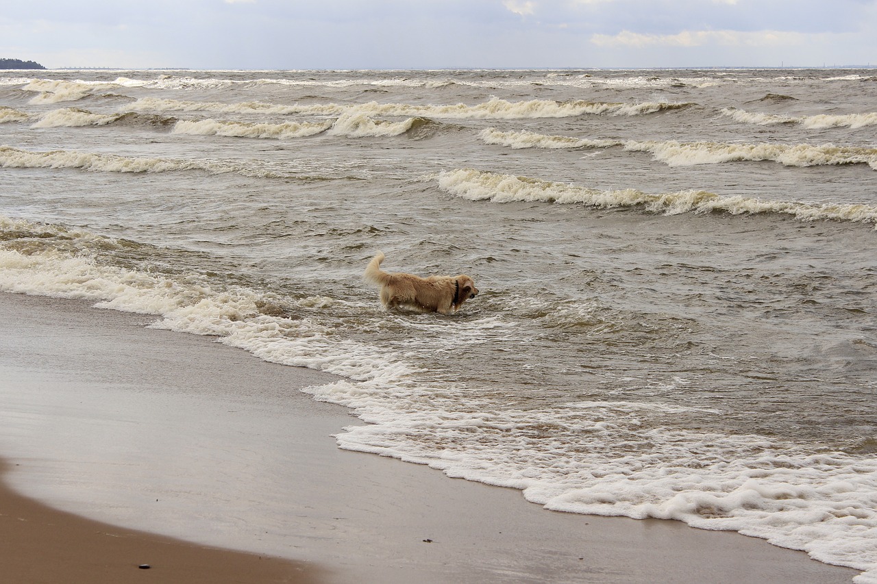 dog  retriever  water free photo