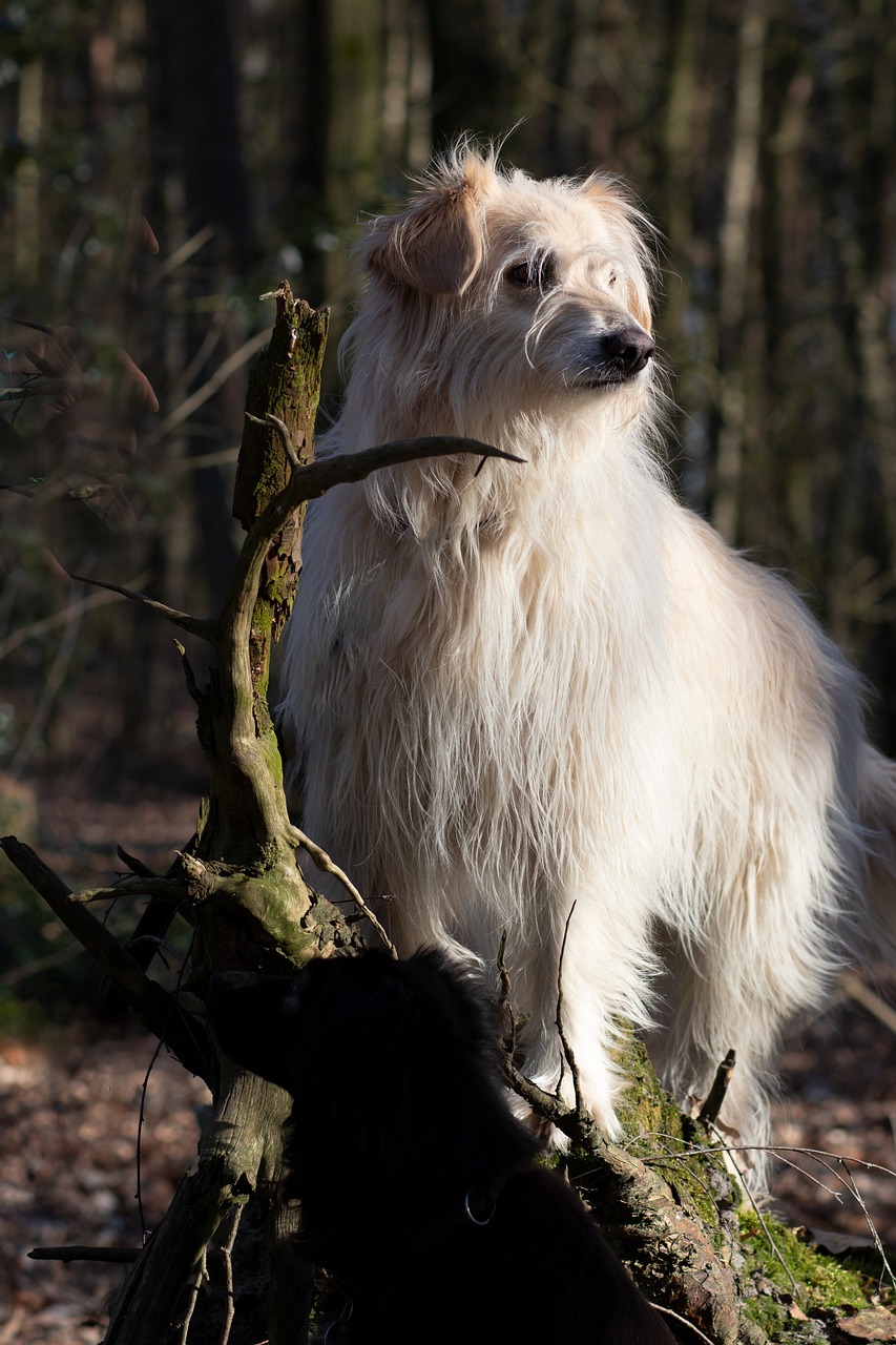 dog  nature  spring free photo