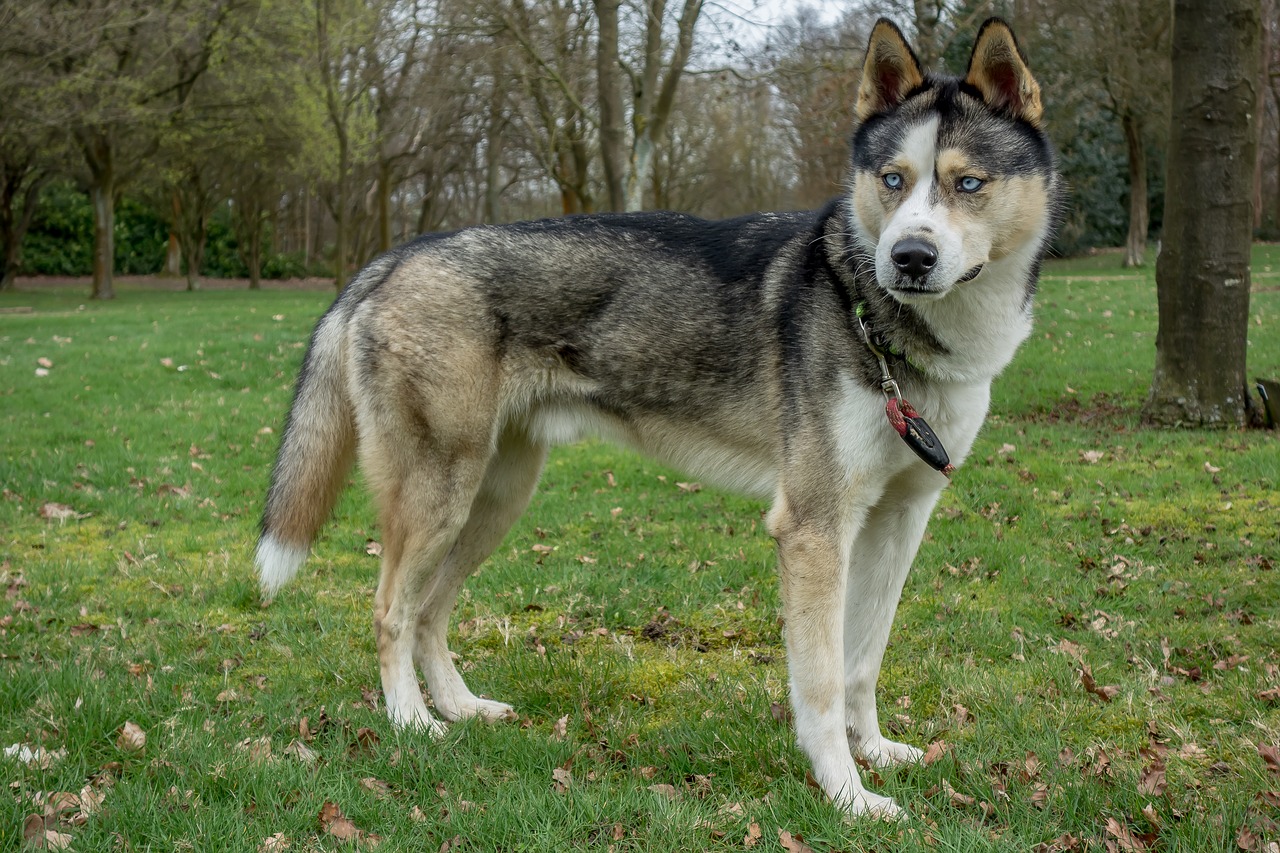 dog  animal  husky free photo