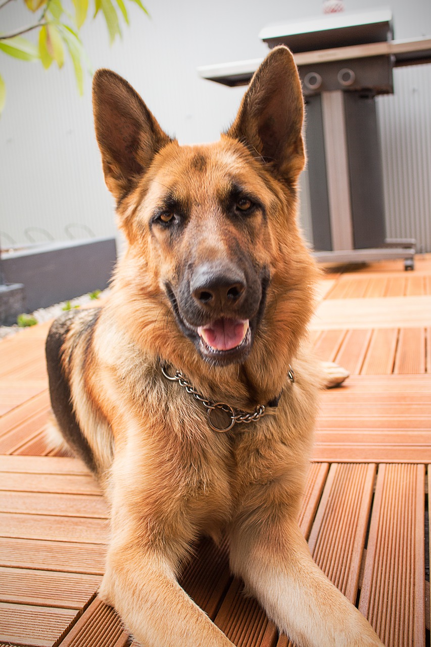 dog shepherd doggy free photo