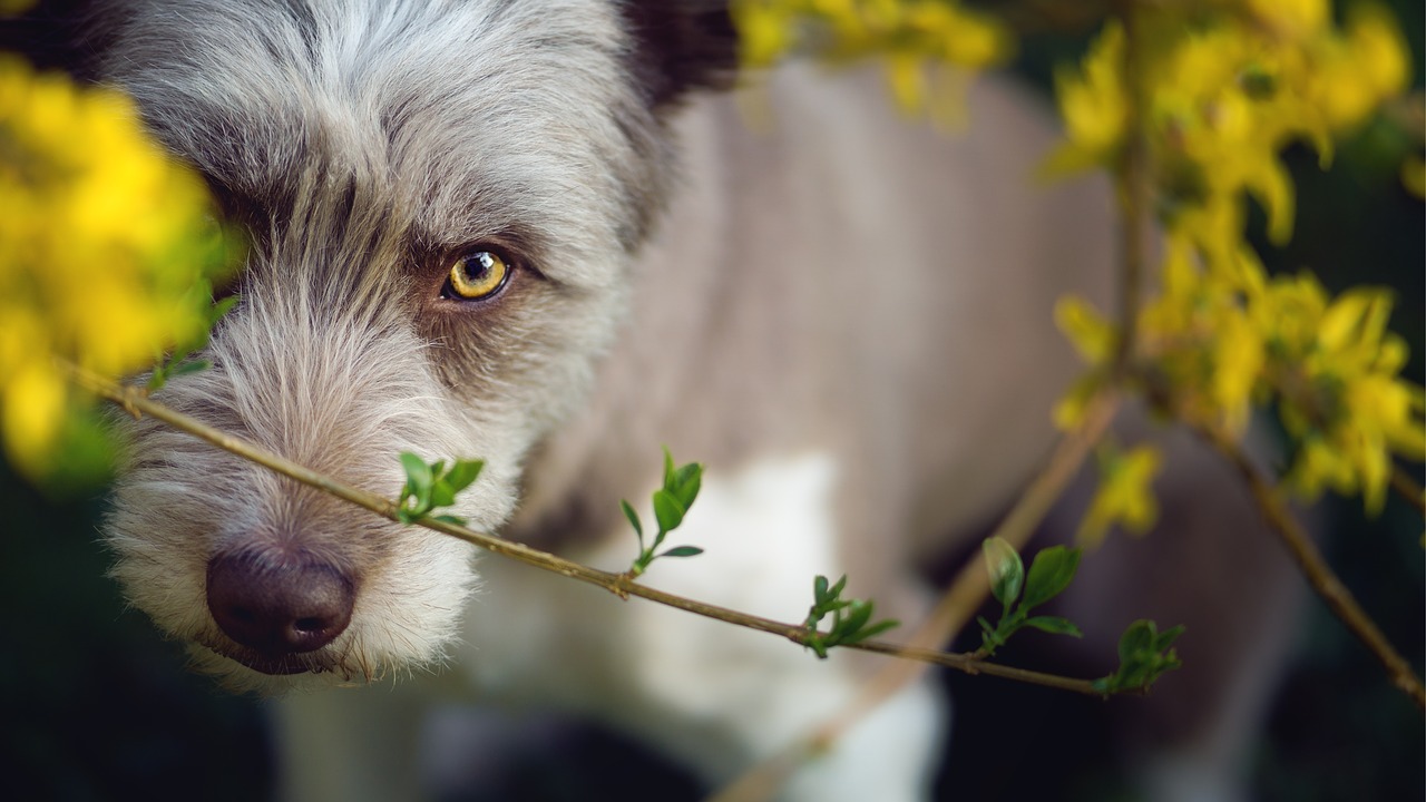 dog  yellow  border collie free photo