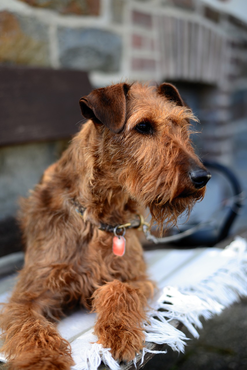 dog  irish terrier  terrier free photo