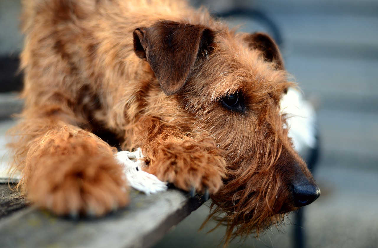 dog  irish terrier  terrier free photo