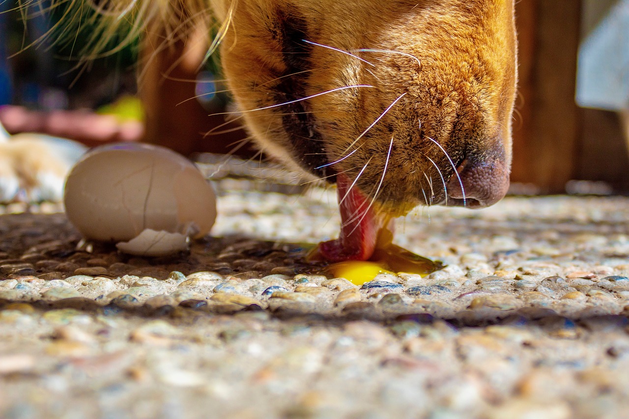 dog  eating  licking free photo